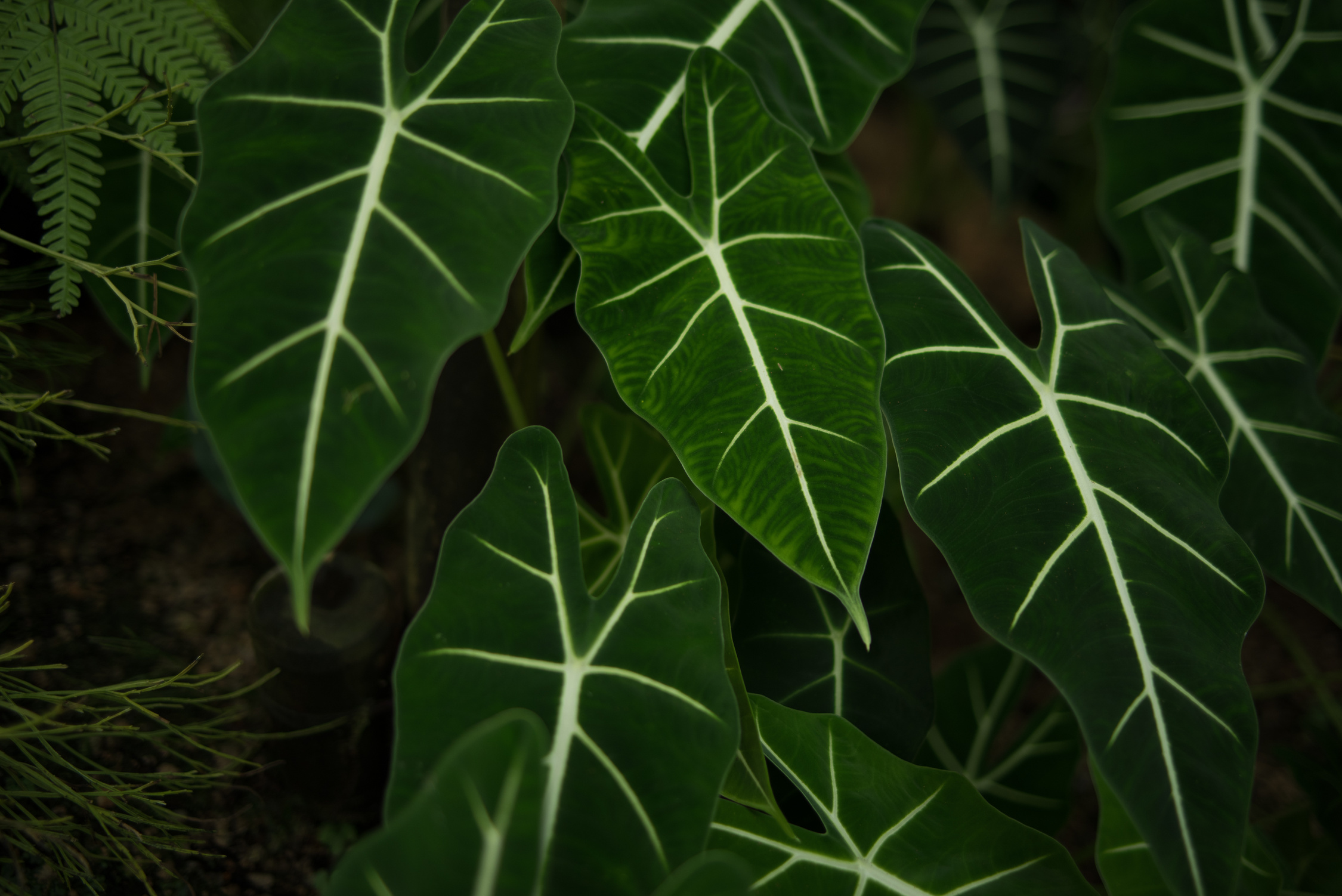 Foliage plant,Tropical plant